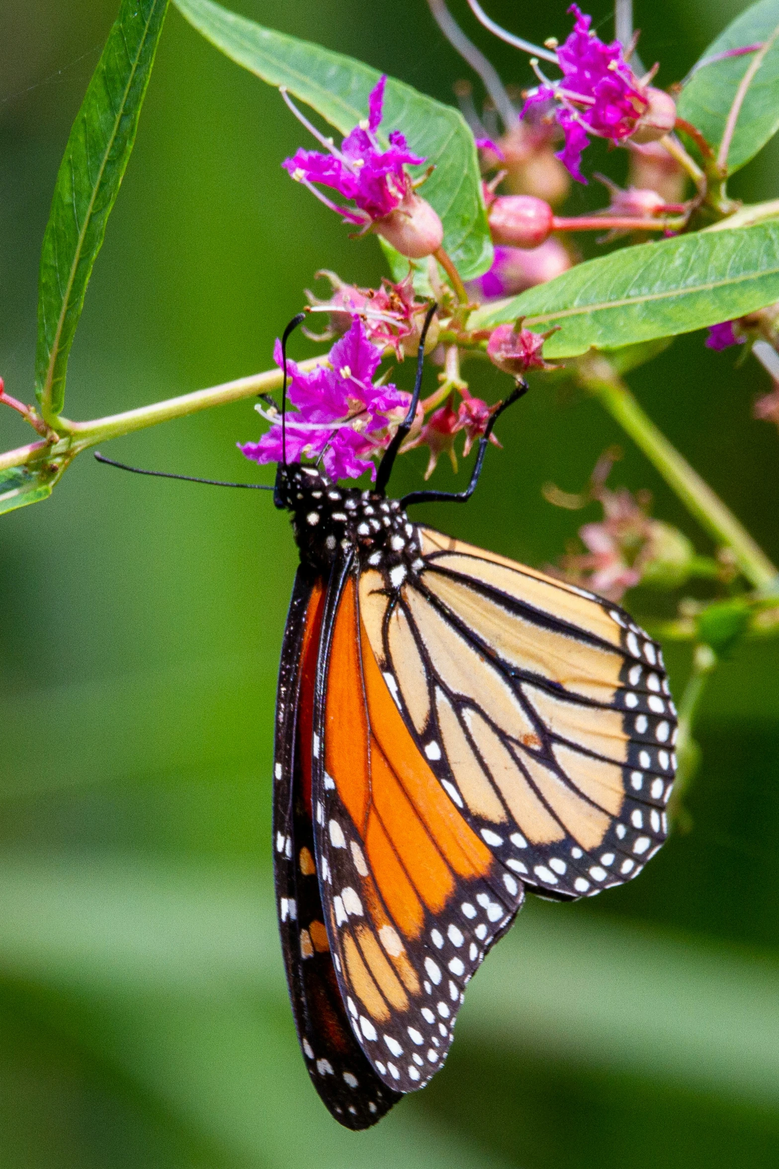 the monarch erfly is on the nch of a plant