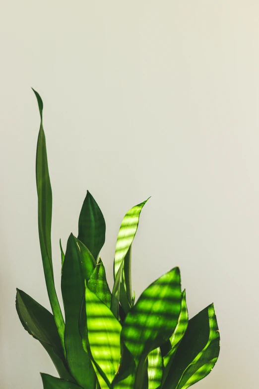 a potted plant sitting on top of a table