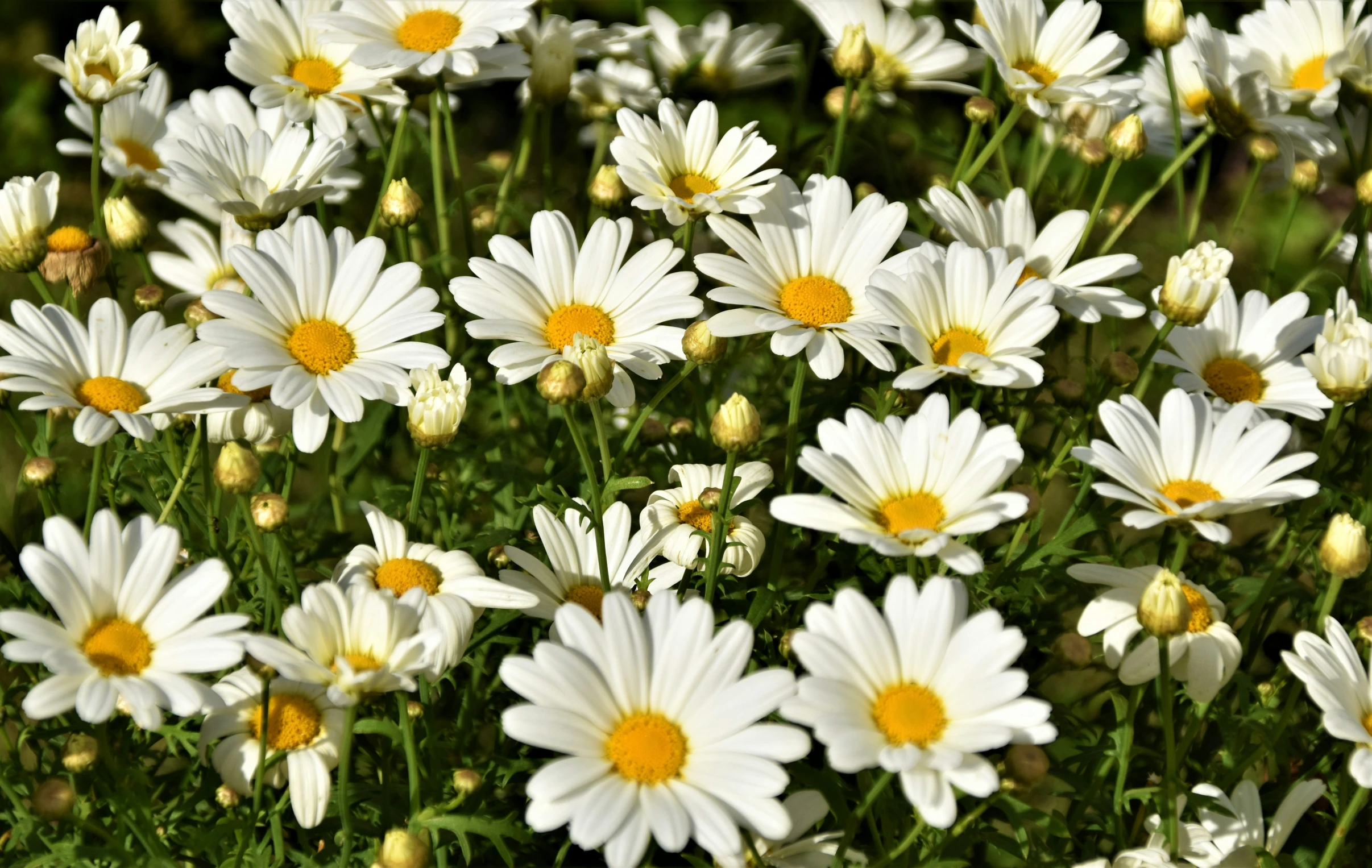 many white daisies in the grass with yellow centers