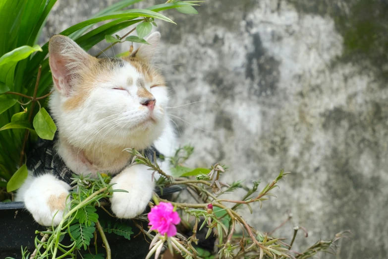 a cat sleeping in some bushes with its eyes closed