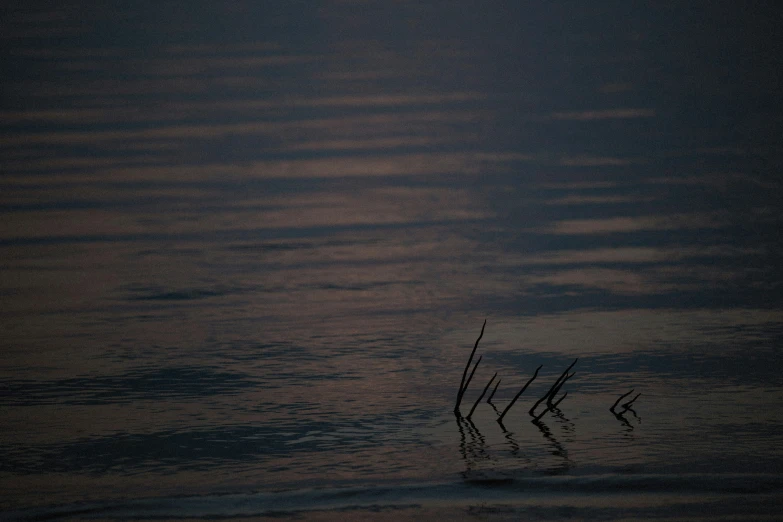 the full moon shines over the water and reflects the trees