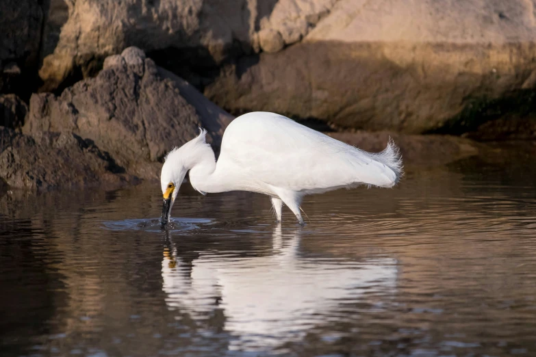 the bird is looking in to the water for food