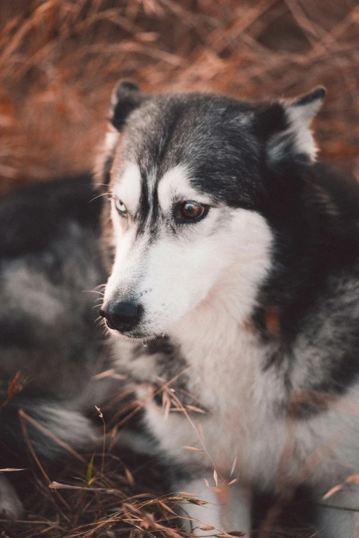 this is a husky dog sitting on the ground looking to its right