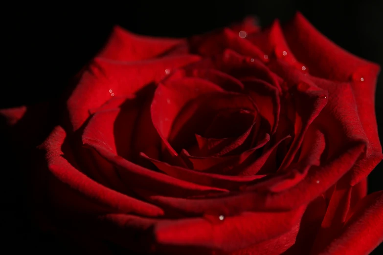 a red rose is blooming very high on a dark background