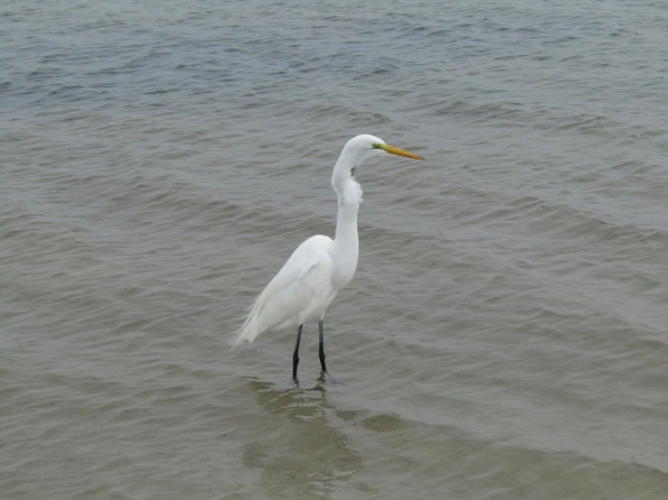 a long - legged white bird with an orange beak wading in the ocean