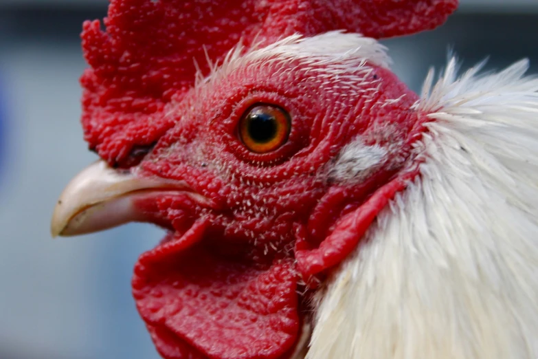 a close up of a very nice looking rooster