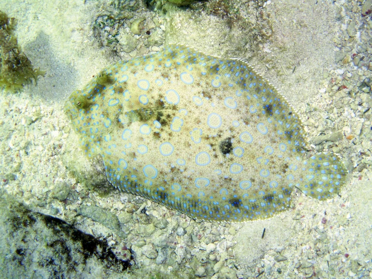 this is an underwater po of a spotted fish