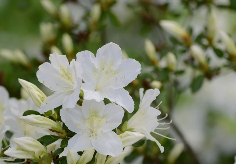 some white flowers are in the bushes