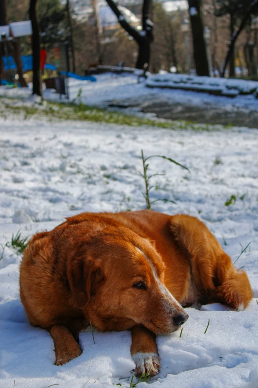 a dog that is sitting in the snow