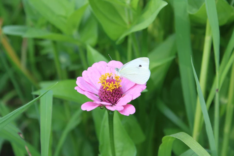 a white erfly on top of a flower in the grass