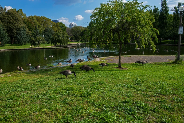 a small group of ducks are swimming in a pond