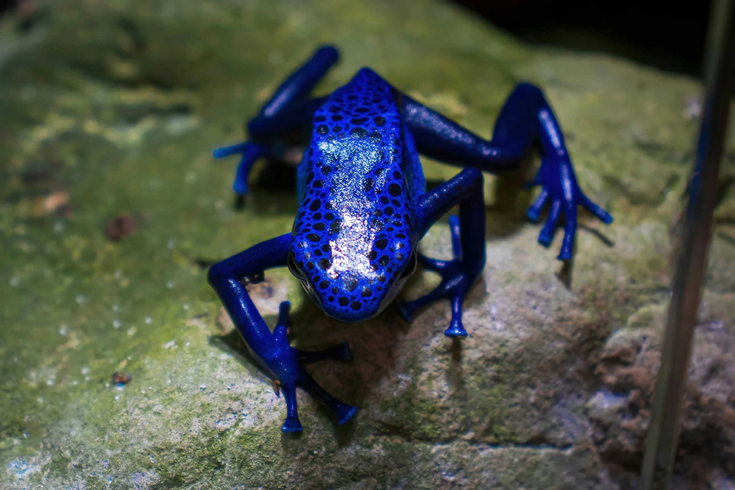 a blue frog with green and blue spots sitting on some rocks