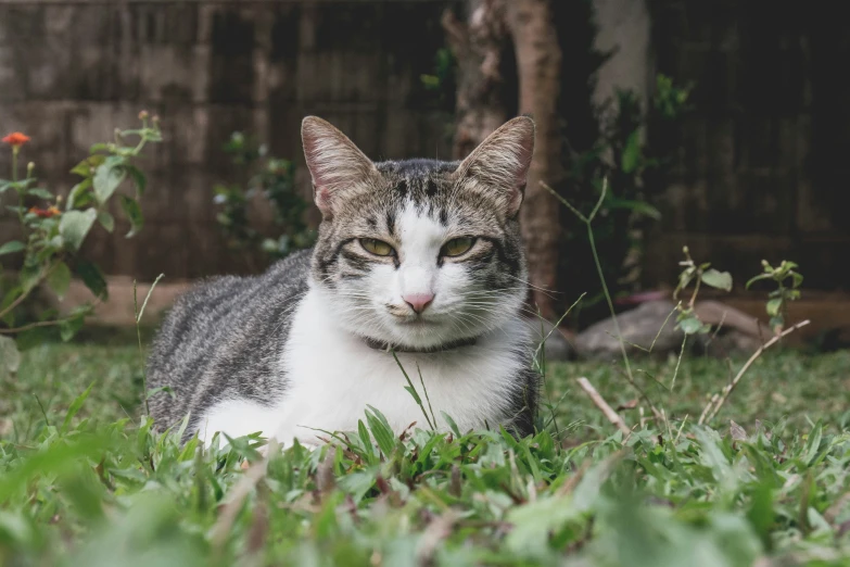 a cat sitting in the grass with its eyes open