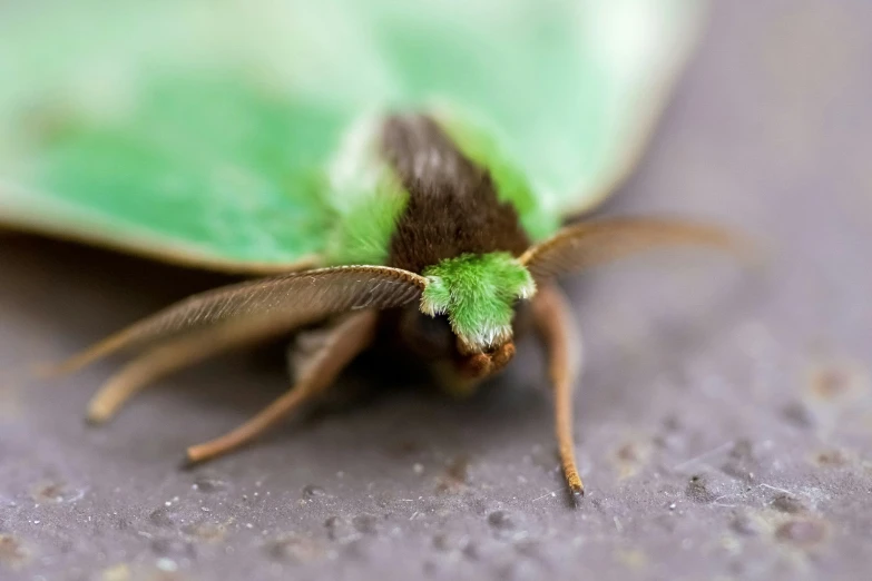 a colorful bug on concrete with black spots