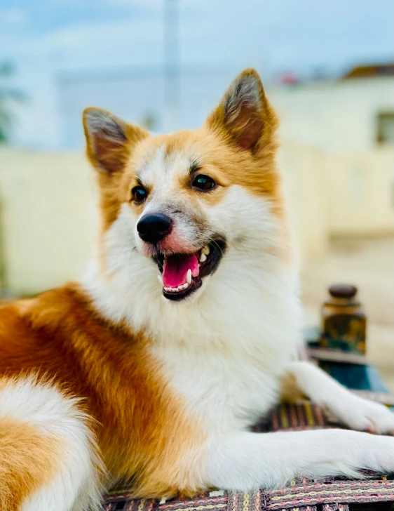 a dog laying down looking into the camera