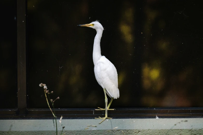 a white bird standing on top of a wooden fence