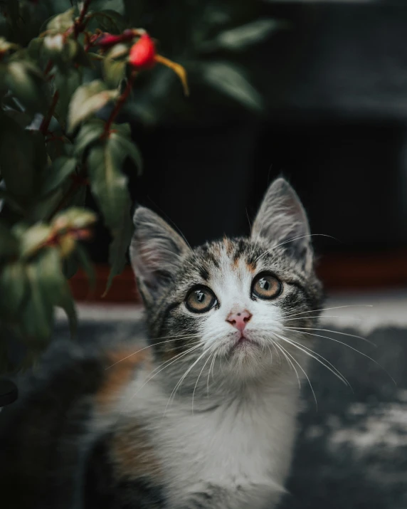 a black and grey and white cat looking at the camera