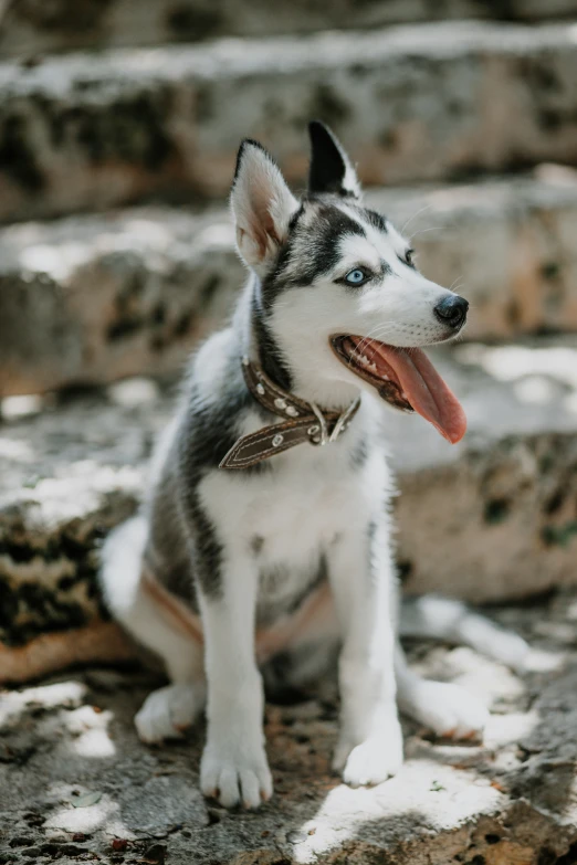 a husky dog sitting on the rocks looking up