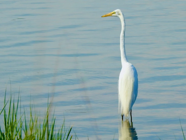 white heron wading with neck outstretched in water