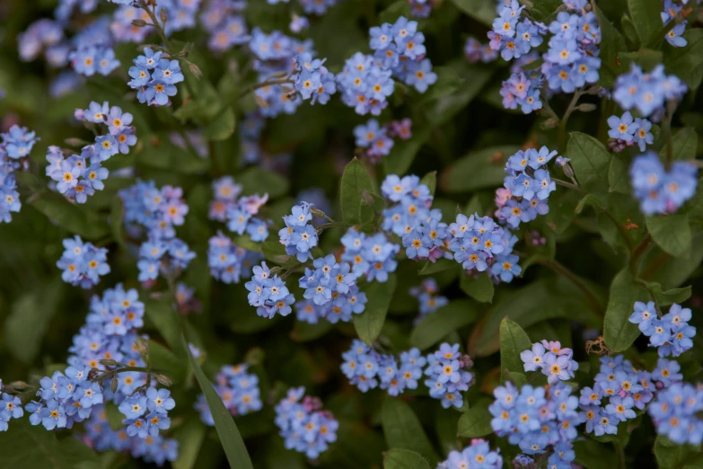 a bunch of blue flowers with one blooming