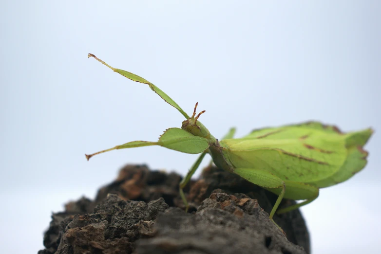 a green praying on top of wood in front of a sky