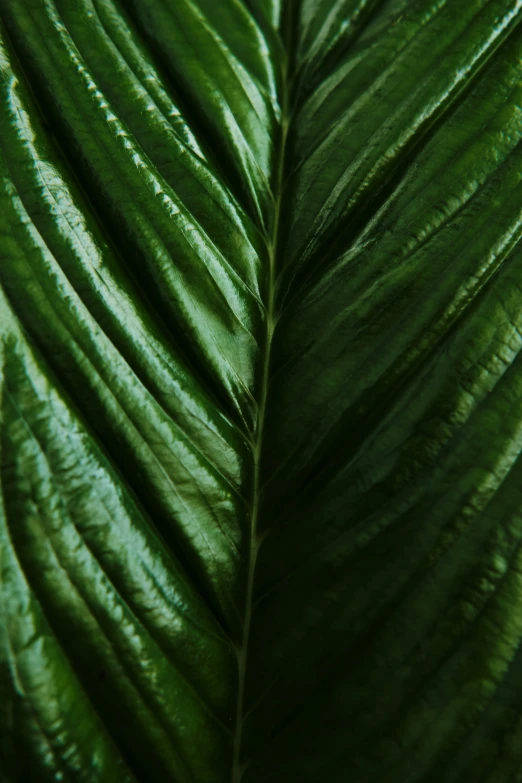 a leaf with green metallic color and white tip