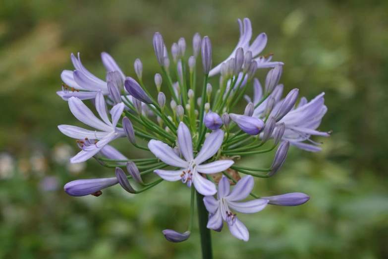 a purple flower in a blurry green and white background