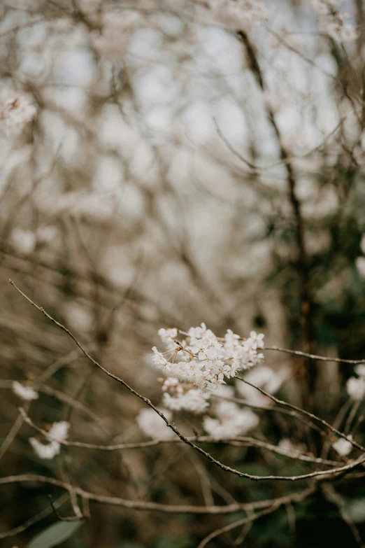 flowers that are sitting on some nches