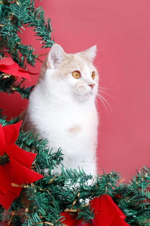 a cat that is sitting in some christmas decorations