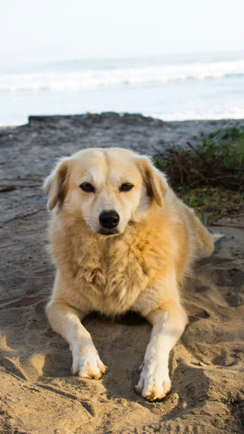 a brown dog laying in sand at the beach