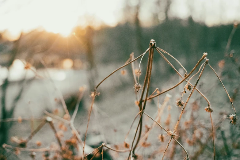 the back part of some grass with small berries growing in it