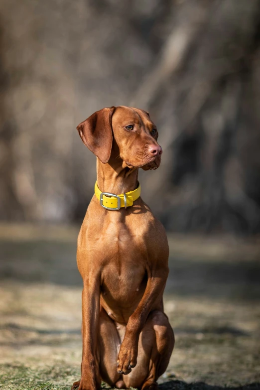 a small brown dog sitting on top of green grass