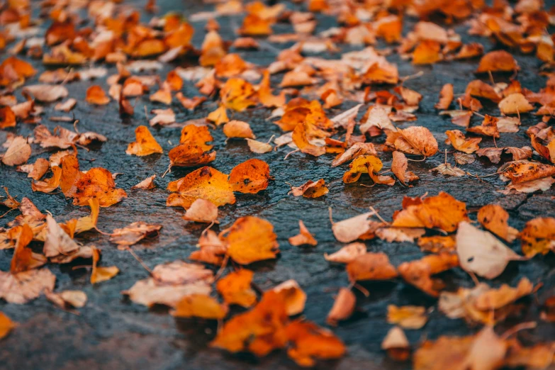 leaves on the ground are fallen in some colors