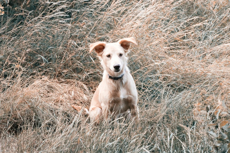 a puppy sitting in tall, dry grass with his paw on the ground
