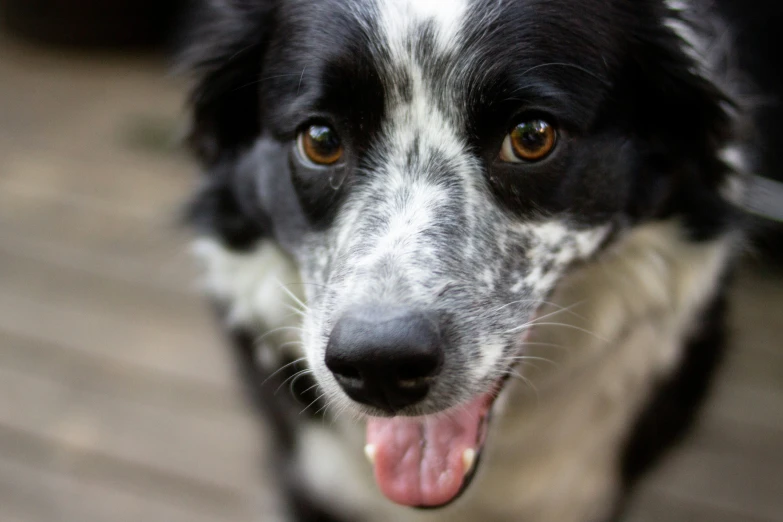 a dog is smiling with his tongue out