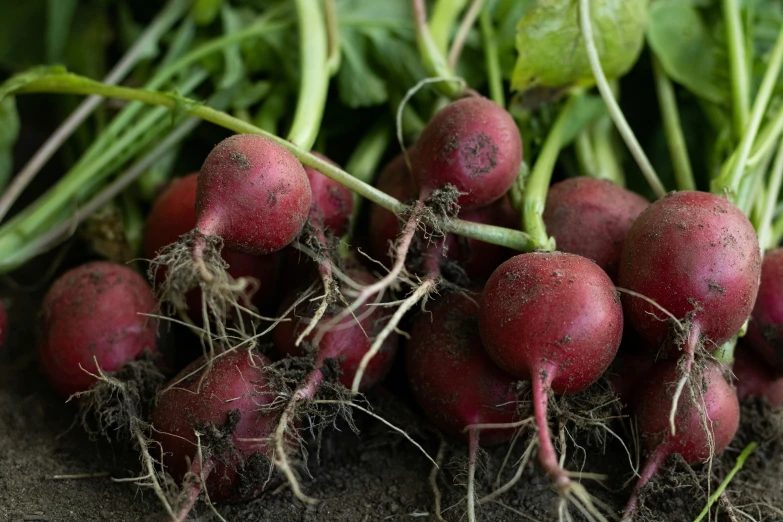 a group of radishes growing in the soil