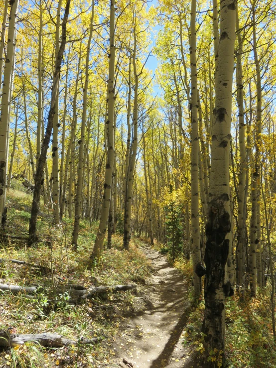 there is a path surrounded by yellow trees