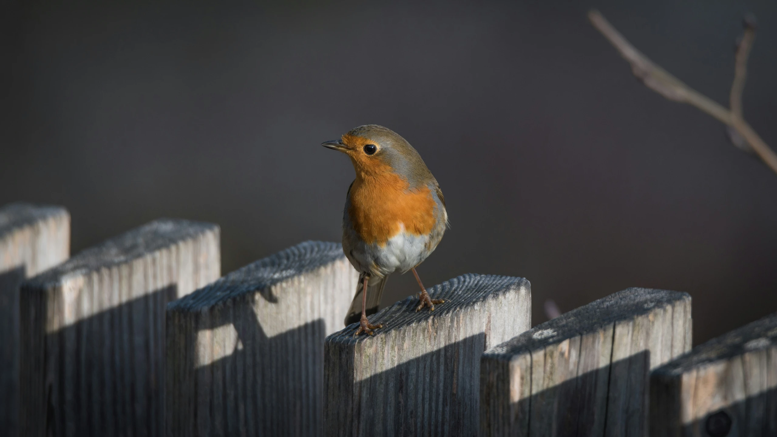 a red and blue bird perched on the top of a wooden fence