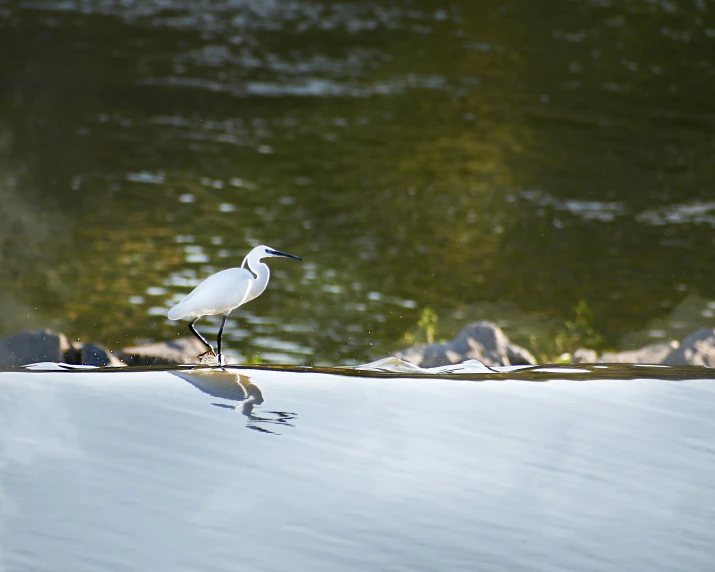 a white bird standing in the middle of water