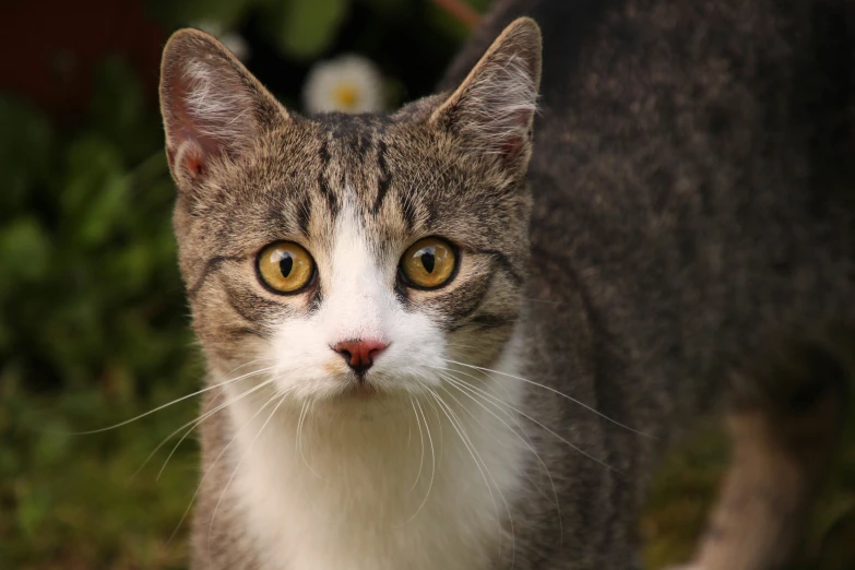 a brown and white cat with yellow eyes standing in grass