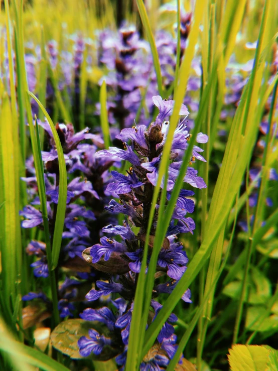 a field full of flowers is shown in this image