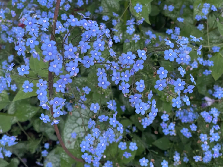 a bush filled with blue flowers surrounded by leaves