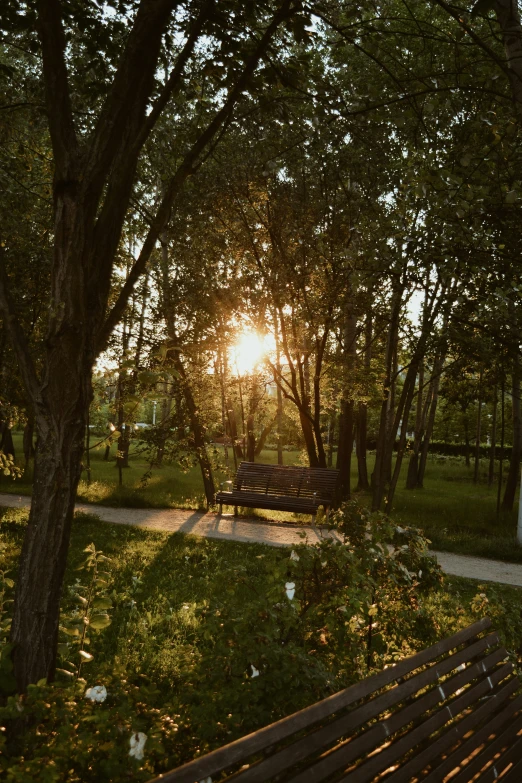 a park bench surrounded by trees during sunset