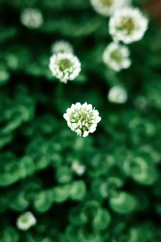 some white flowers with green leaves in the background