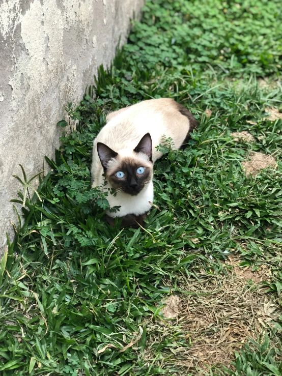 a cat is looking for some food in the grass