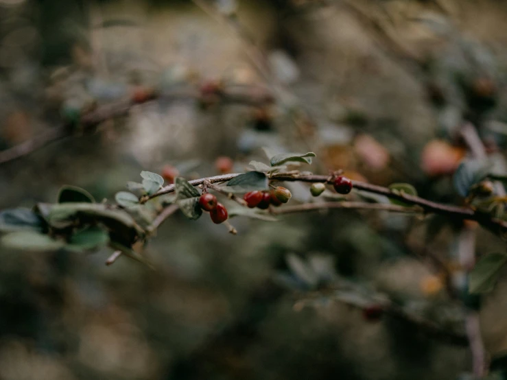 a small nch with some red berries on it