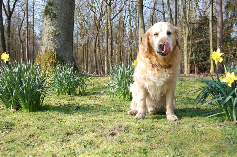 a happy dog standing next to some daffodils