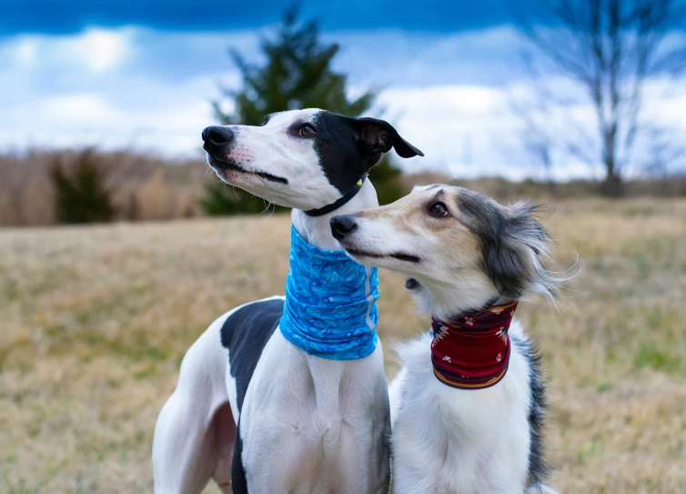 two dogs with different colored leashes standing side by side