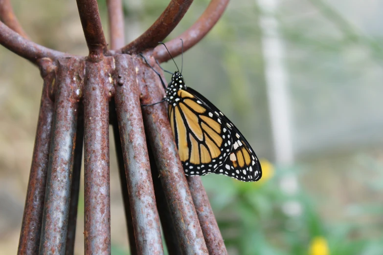 a erfly sitting on top of some metal bars