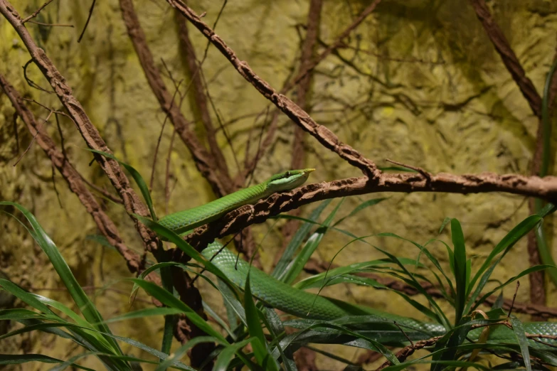 an alligator sitting in the grass next to some nches